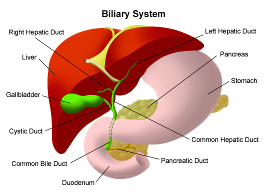 Biliary System