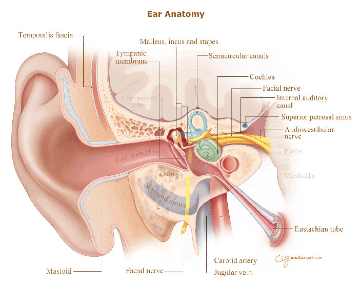 Anatomy of the Ear